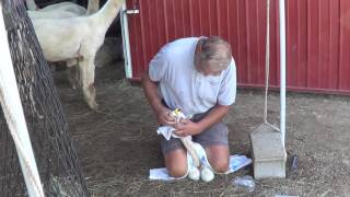 Syringe feeding cria