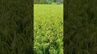 Download lagu Abhista seeds mp3