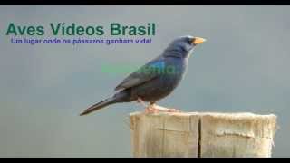 preview picture of video 'Tuim / Blue-winged Parrotlet (Forpus xanthopterygius)'