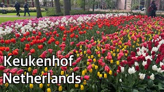 Keukenhof, Netherlands