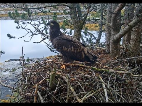 Smola Norway Eagle Cam ~ Elida Is Home ~ Nice Visit 8.27.18