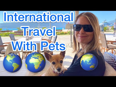 Traveling with Dogs: A Comprehensive Guide to International Pet Travel