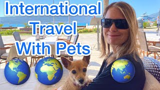 International Travel with Pets - We Travel the World Fulltime with Our Two Dogs. (Expats & Nomads)