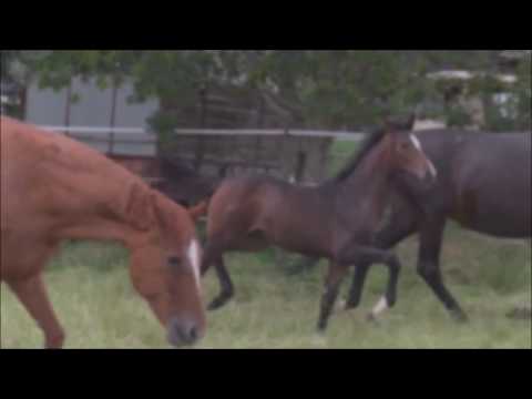 Stutfohlen von Quaterback 2018