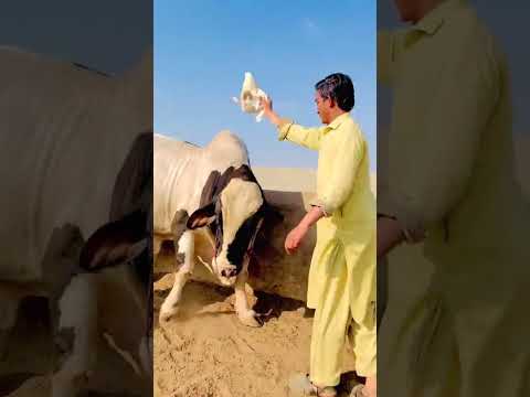 Mashallah Coming Soon Inshallah Qurbani Janwar ♥🥀 #cow #qurbanvlogs #trustonallah