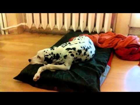 Leniwy pies🐶filip