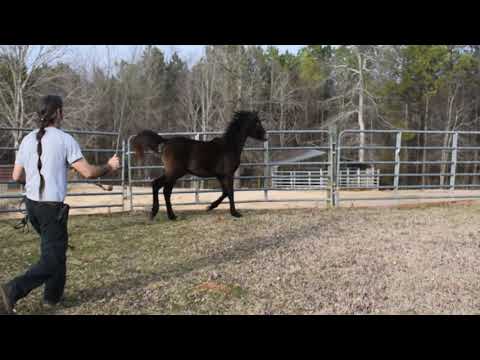 Honey trot 3 2 4 2019