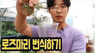 로즈마리 키우며 번식하는 방법  ! - 간단한 번식 방법 로즈마리 물꽂이 알려드려요!