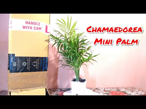 , title : 'Chamaedorea Mini Palm || Plant Unboxing'