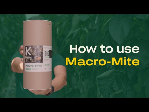 How to use Macro-Mite - Predatory Mites (Macrocheles robustulus) - Control Thrips and Fungus Gnats