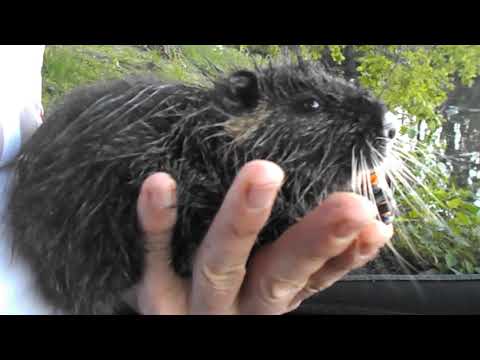 46 "Eine Hand voll Nutriababy" Nutria an der Ruhr