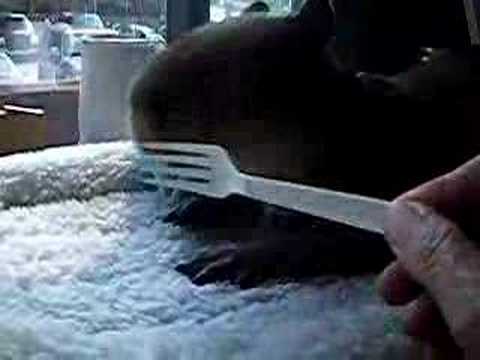 YouTube Preview Image