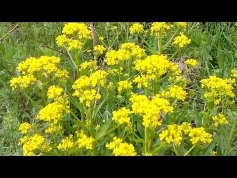 5 июня 2016 года, цветет дикая редька, болиголов и малина.