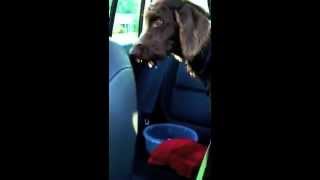 Dog Trained to Puke in a Barf Bucket When in the Car