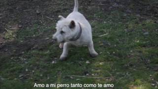 I Love My Dog, Cat Stevens ( Lyric Español)