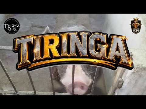 A casa do Belga Tiringa