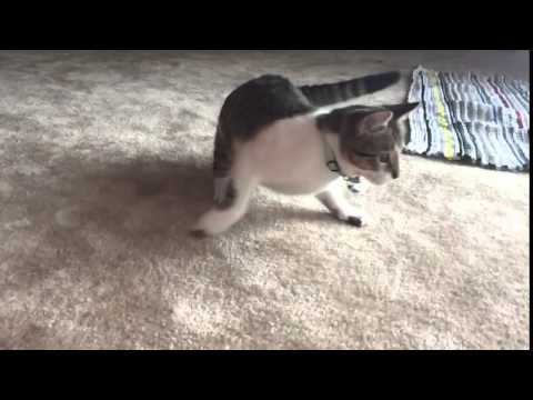 Cat Pounce in Slo-Mo [iPhone]