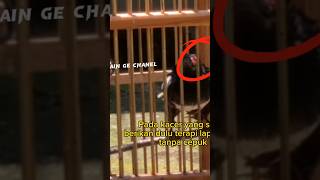 Download lagu Kacer GIRAS HINGGA BERDARAH DARAH. #caramerawatkacer #kacergacor #kacer mp3