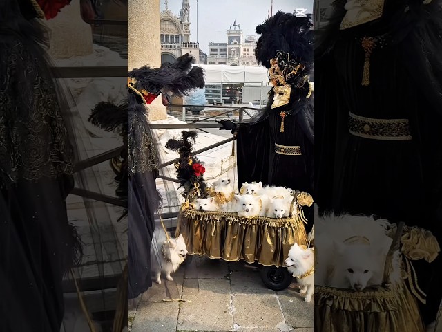 Vídeo relacionado con iZoeL Disfraz De Carnaval Para Hombre Túnica Medieval De Mago Con Cinturón Peluca Mago Barba Sombrero Accesorios Para Disfraz Carnaval Disfraces Brujo Hombre Gris