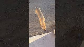 Video preview image #1 Black Mouth Cur-Unknown Mix Puppy For Sale in phoenix, AZ, USA