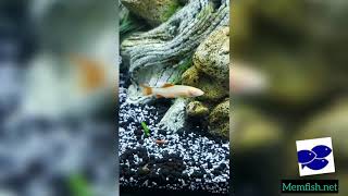 Best 55 gallon fish tanks in 2020