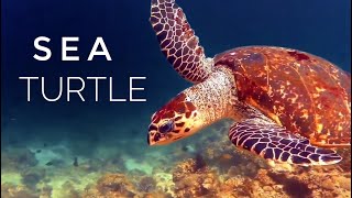 Up Close with the Hawksbill Sea Turtle #HawksbillSeaTurtle #SeaTurtle #Biodiversity