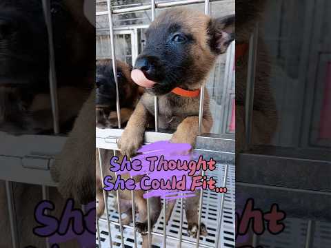 She Thought She Could Fit... #malinois #pets