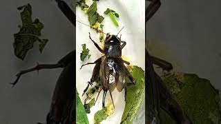 Download lagu Suara Jangkrik Krik Krik mp3