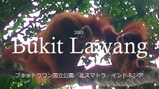 preview picture of video 'Orangutan Bukit Lawang Sematra 2003'