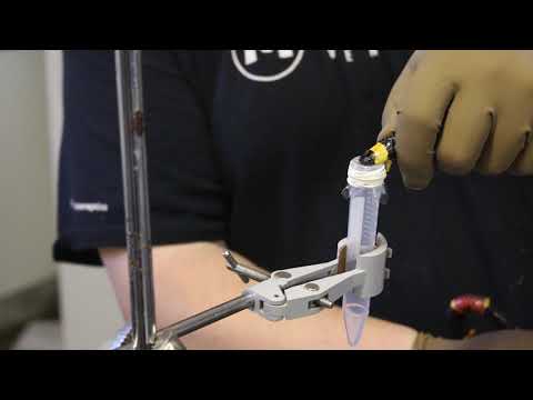 Eastern Coral Snake (Micrurus fulvius) Venom Extraction