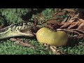 Snake takes on a banana slug and loses!