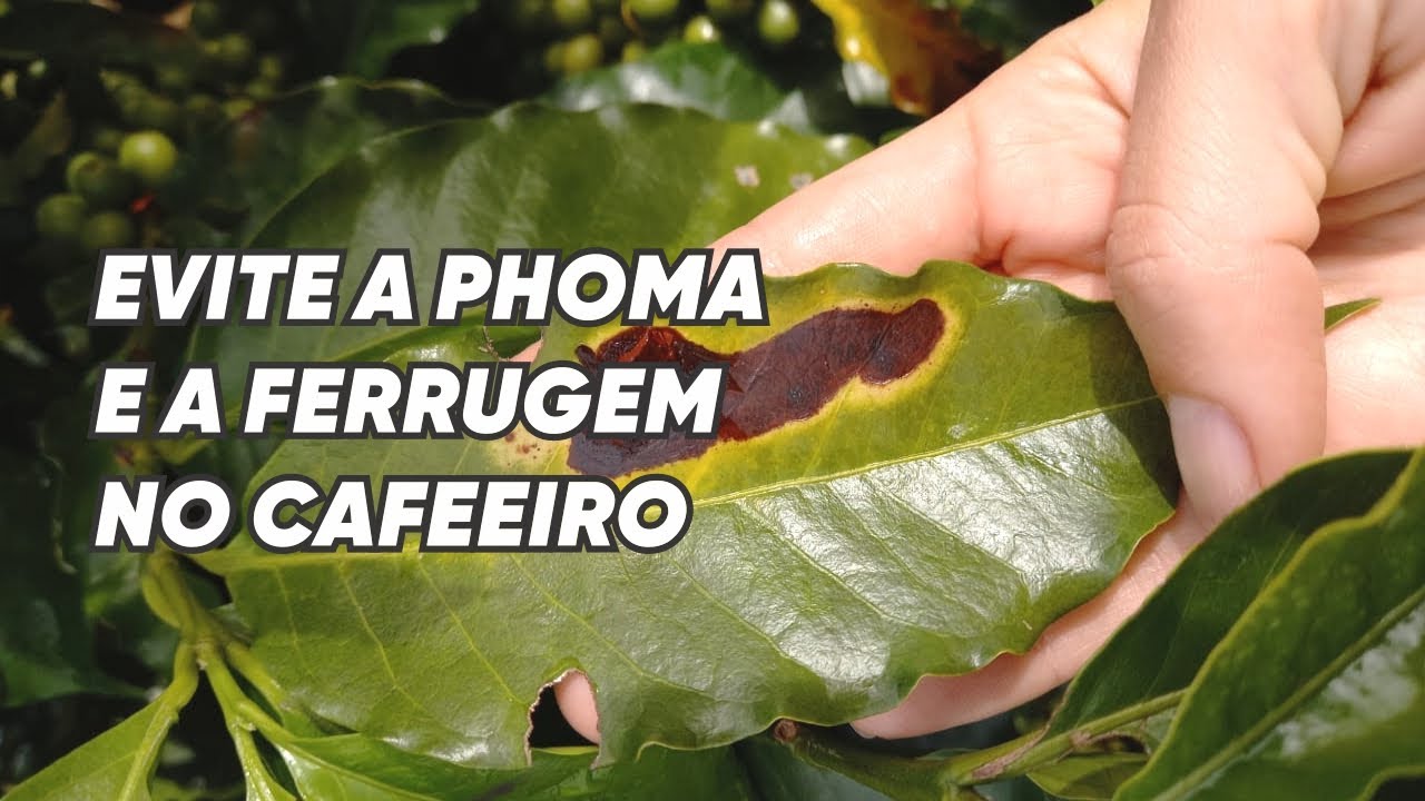 Manejo da Ferrugem e Phoma - Geagro