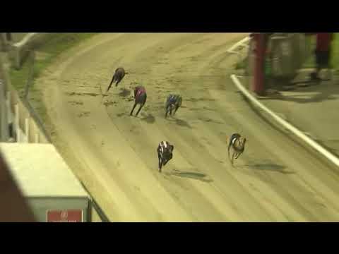 2019 KENT ST LEGER - HEAT 2 - T4 BUSTERS BULLET