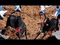 குத்து கொல குத்து Jallikattu Jallikattu Video Jallikattu Jallikattu Vi