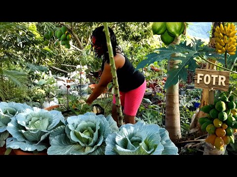 Harvesting Abundance: Mid-Month Garden Update!