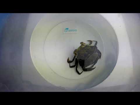 Crab Sheds Its Shell in Incredible Molting Moment! 🦀 #shorts