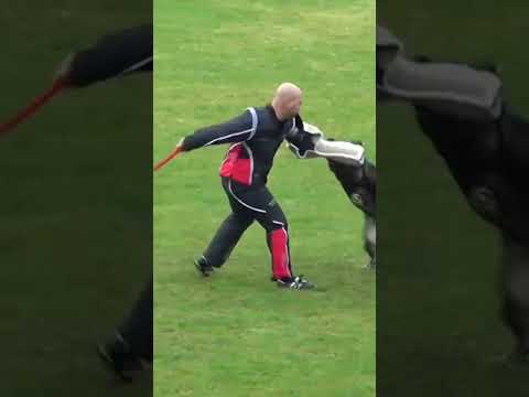 WUSV 2021 CZE 2 - JANA HOŘEJŠÍ & RED BULL ZE STŘÍBRNÉHO KAMENE C 87 #shorts