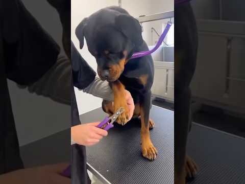 My nominee for world's most dramatic dog 🤣