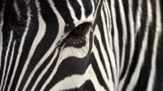 Someone Else - Zebra talk (Omar Salgado remix)