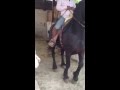 Frison Bailando Img 044