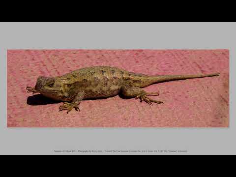 2018 07 08 Animals of Odiyan   1080p