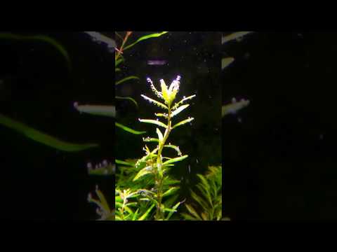 Rotala rotundifolia pearling