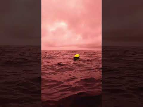 DOGTOOTH TUNA MAKES FLOAT DISAPPEAR