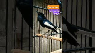 Download lagu Kacer 'Jibriel' gacor dor isian gereja tarung mp3 Download lagu Kacer 'Jibriel' gacor dor isian gereja tarung mp3