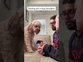 Dog translator ACTUALLY worked!! #shorts