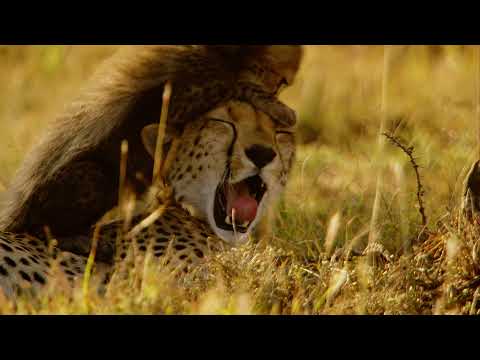 Малыши в дикой природе