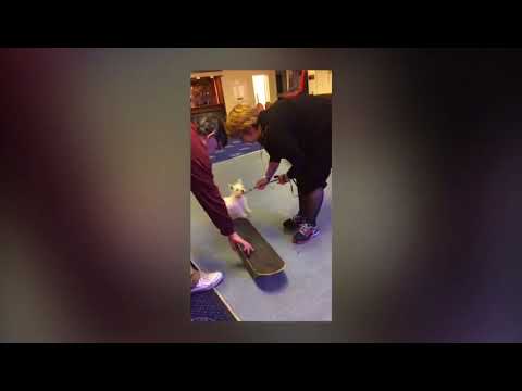 Dogworthy Training and Behaviour video.