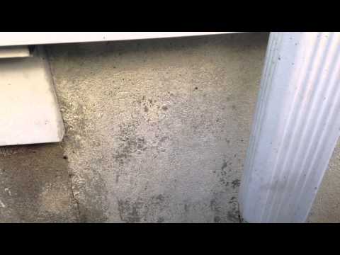 Ant Removal in Colts Neck, NJ