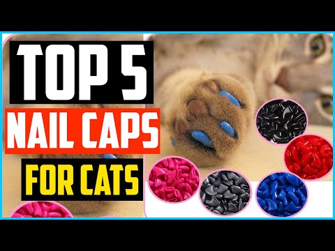 ✅Top 5 Best Nail Caps for Cats Review in 2022