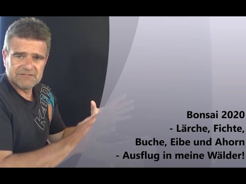 Bonsai 2020-23 - Lärche, Fichte, Buche, Eibe und Ahorn - ein Ausflug in meine Wälder